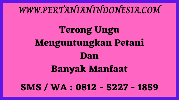 Terong Ungu Menguntungkan Petani dan Banyak Manfaat